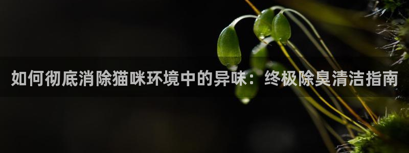 尊龙凯时网娱乐最新版下载：如何彻底消除猫咪环境中的异味：